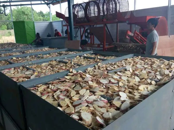 cassava slicing